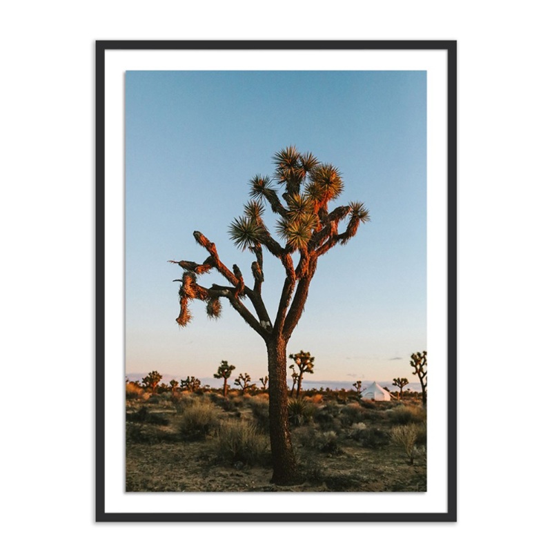Camp Sunrise/Joshua Tree by Wesley and Emma Teague – Framed Paper