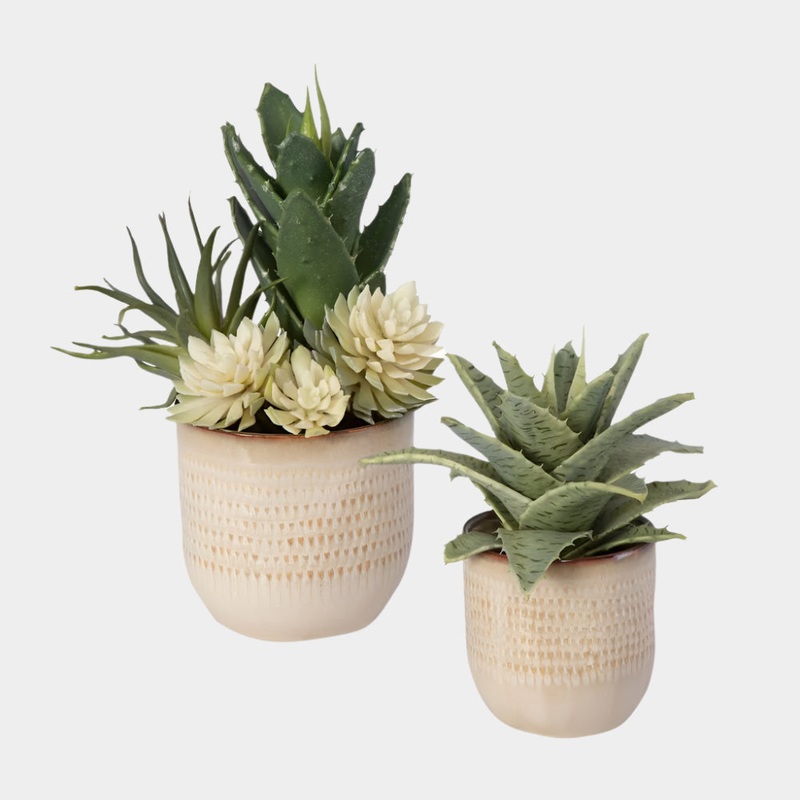 Seaside Succulents, S/2