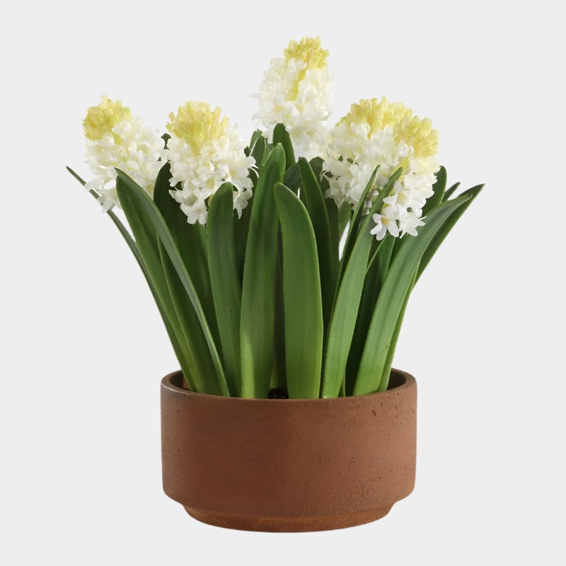 Sincerity Potted Hyacinth