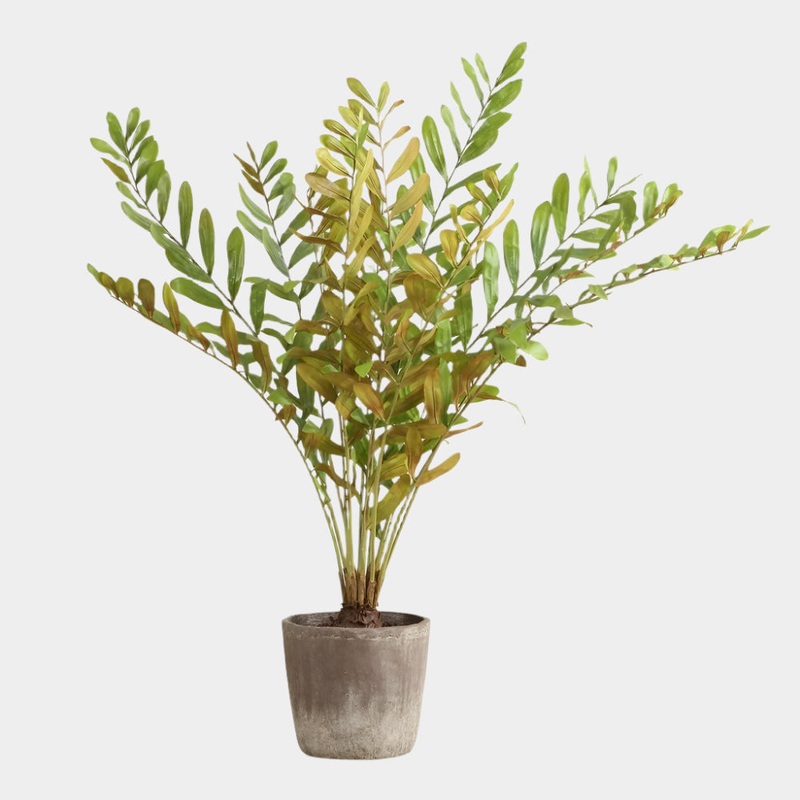 Zamia Palm Accent