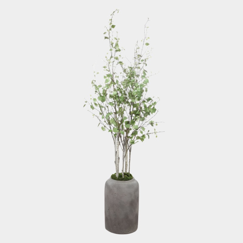 Aldis Potted River Birch