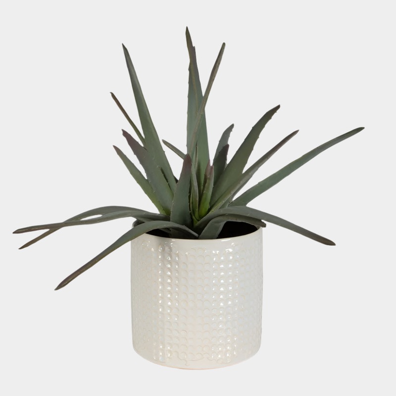 Taos Aloe Centerpiece