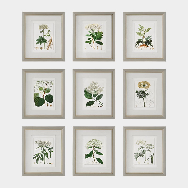 Antique Botanicals Framed Prints, S/9